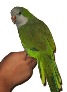 Papukaija, http://www.sxc.hu/photo/838710