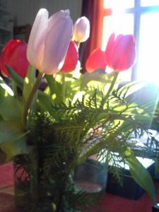 tulppaanit-aaltovaasissa