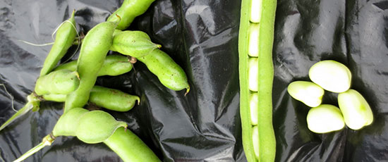 valkuaistyokalupakki